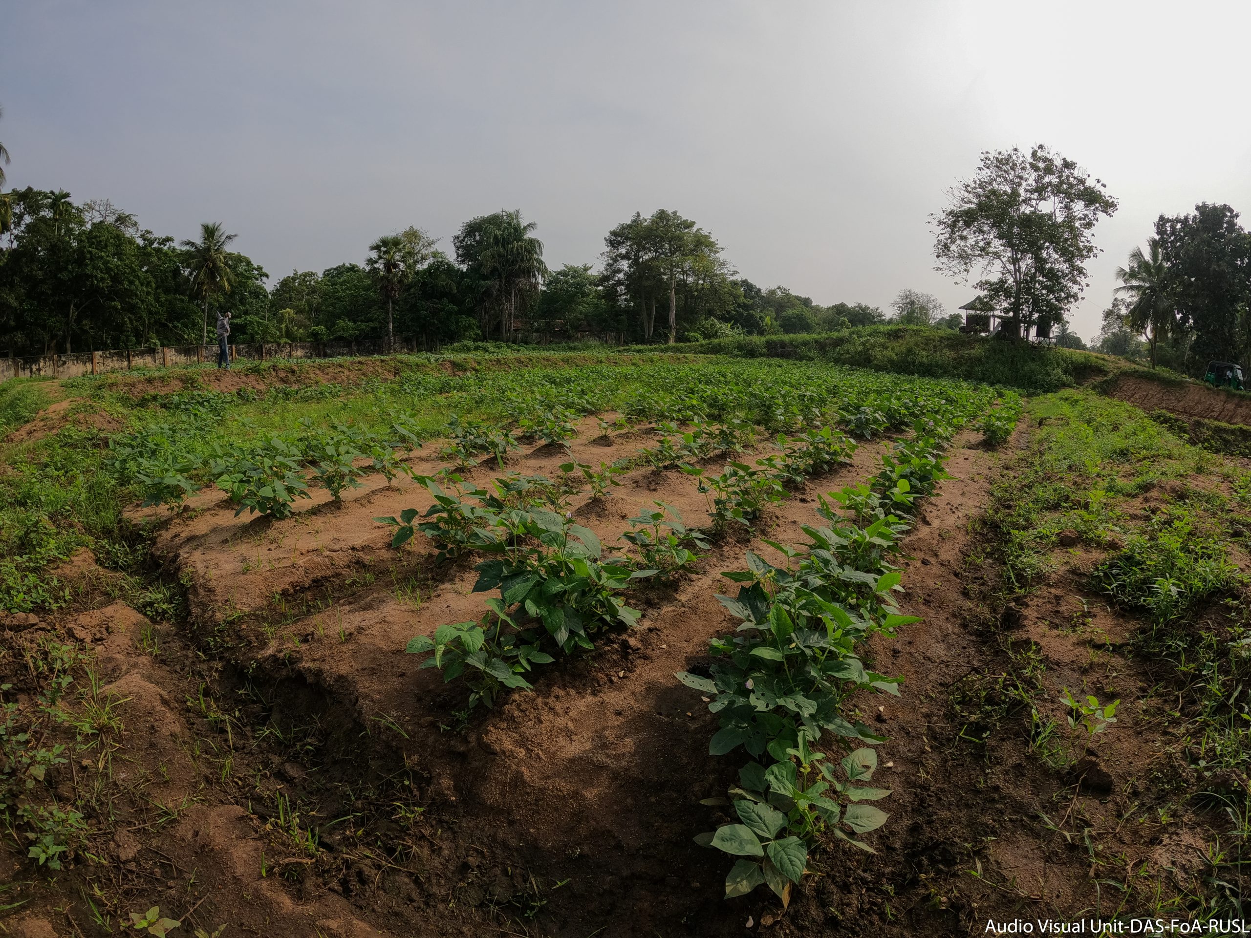 Sustainable Agro-Food Production and Value Addition Model Farm, RUSL ...